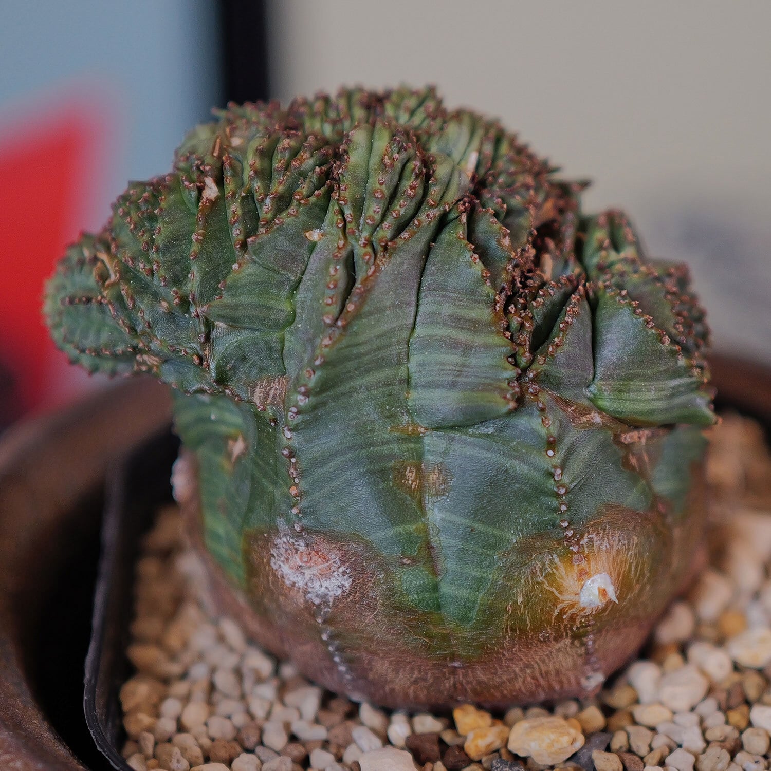 【厳選株】最大幅約7.77cm 円扇綴化 ダブルヘッド オベサ / ユーフォルビア