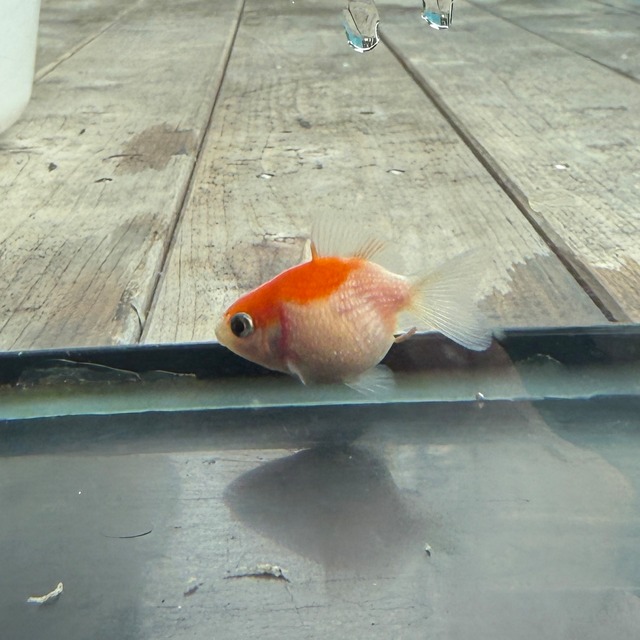 【国産 金魚】ピンポンパール （3~4cm前後/さらさ柄/SAKURAさらさ2025年産)3