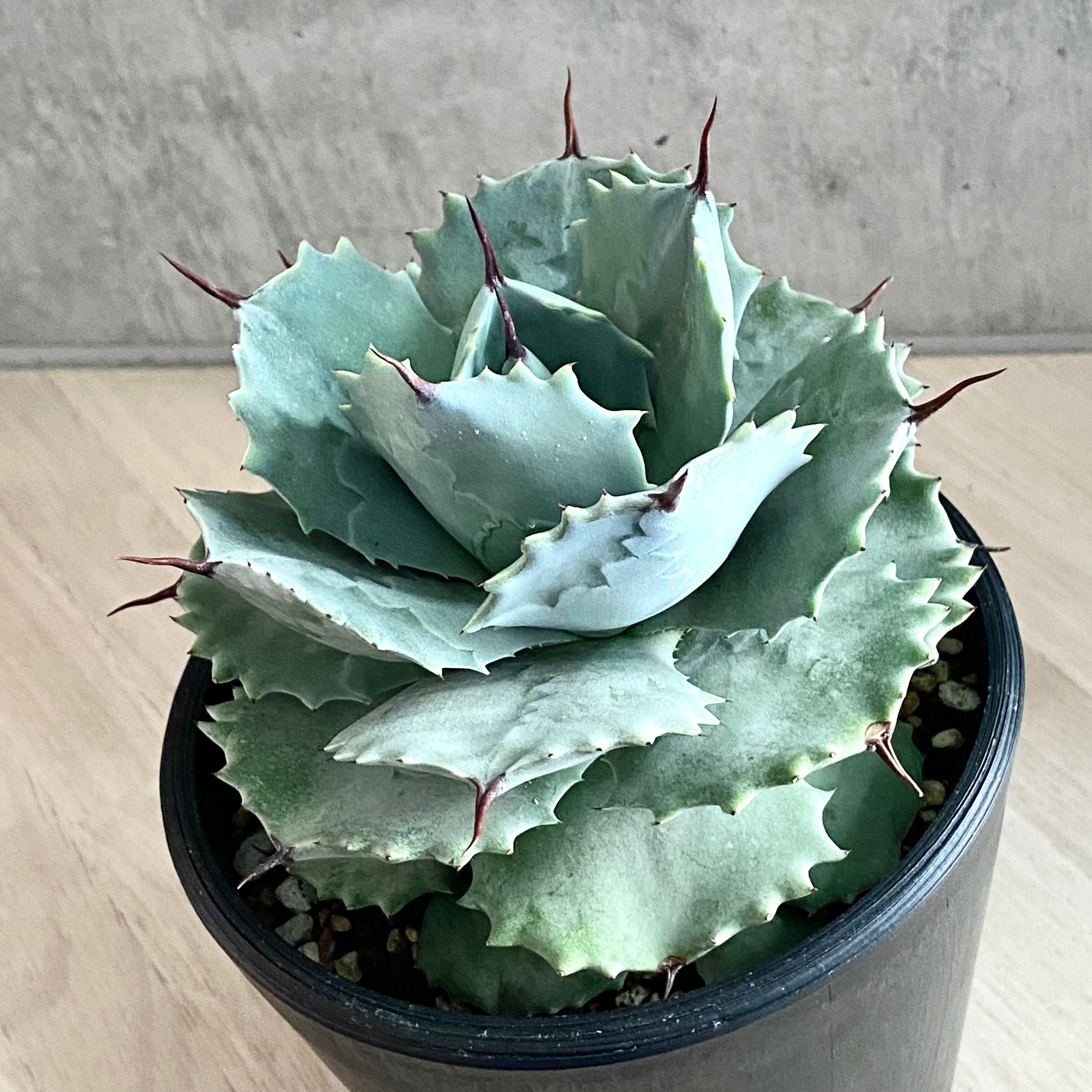agave isthmensis /アガベ カブトガニ 【観葉植物】【多肉植物