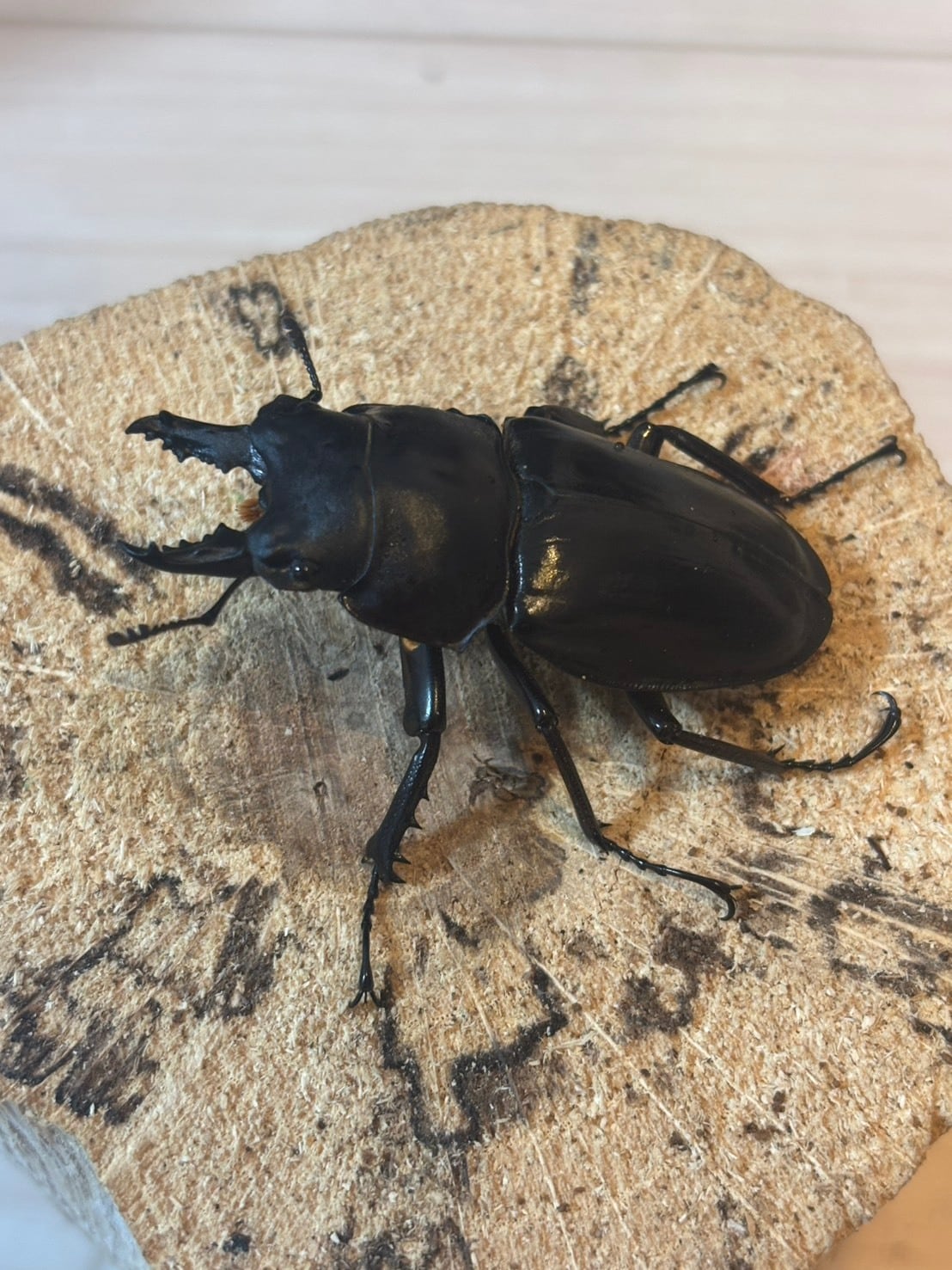 昆虫用品 アマミマルバネクワガタ(徳之島産)♂1頭 標本