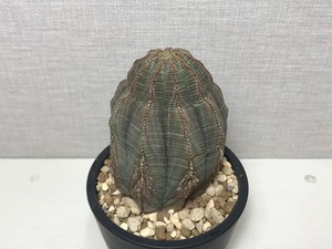 ユーフォルビア オベサ