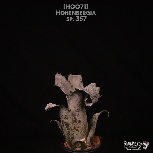 【送料無料】 Hohenbergia leopoldo-horstii〔ホヘンベルギア〕現品発送H0012