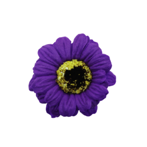 ミニガーベラMG-PU4ディープバイオレット　(15輪入りor25輪入り)