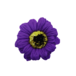 ミニガーベラMG-PU4ディープバイオレット (15輪入りor25輪入り)