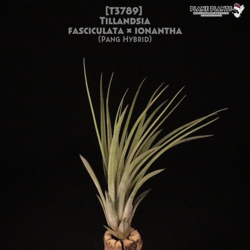 【送料無料】fasciculata × ionantha〔エアプランツ〕現品発送T3789