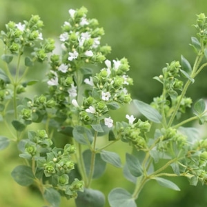 【WOTE精油】スイートマジョラム(15ml)