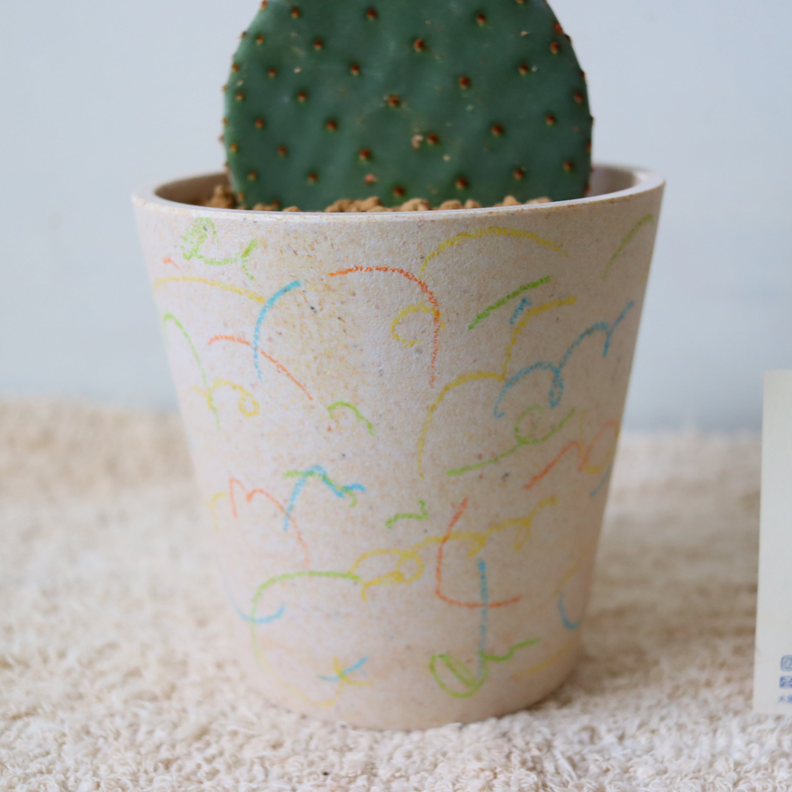 レアサボテンコレクション・オプンチア属・ビリディフロールズinわけけのお店 オプンチア（25cm） | 植物屋 fytó