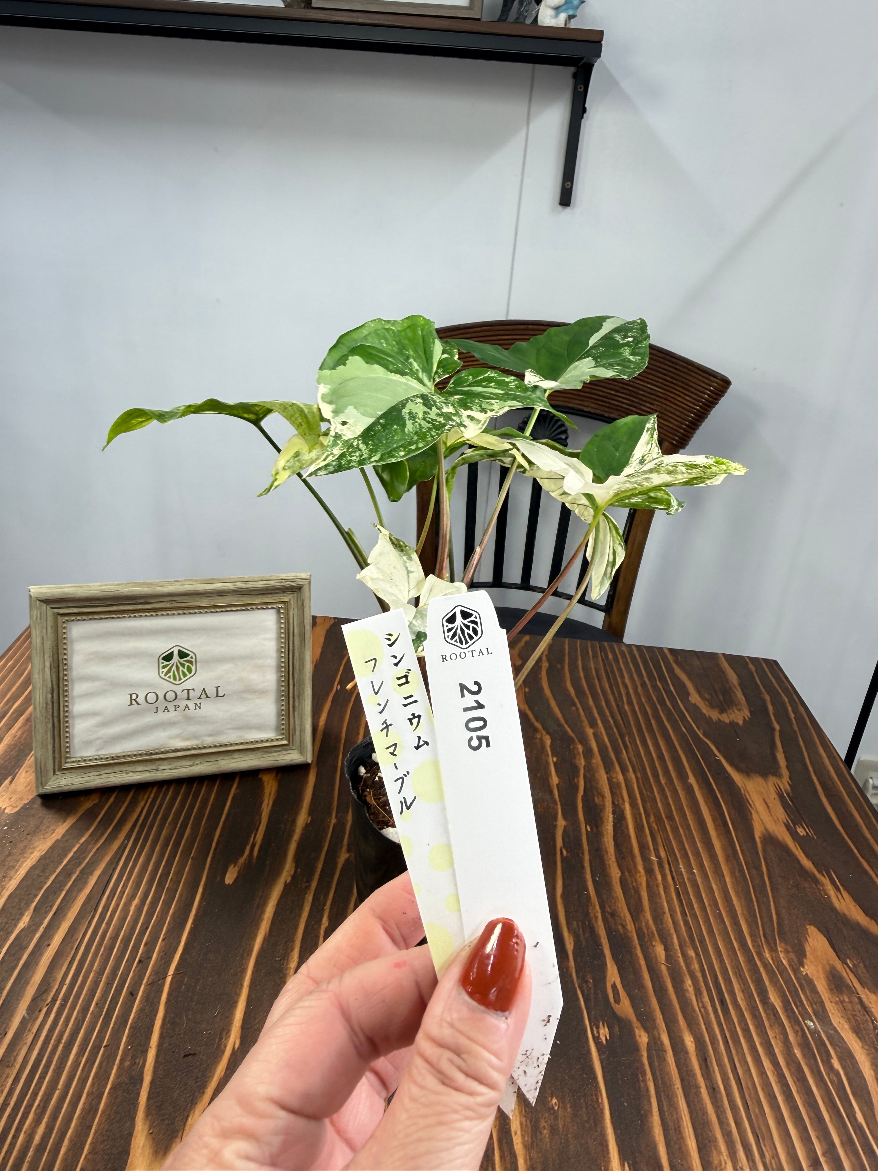 ★2105 シンゴニウム フレンチマーブル(3号ポット)