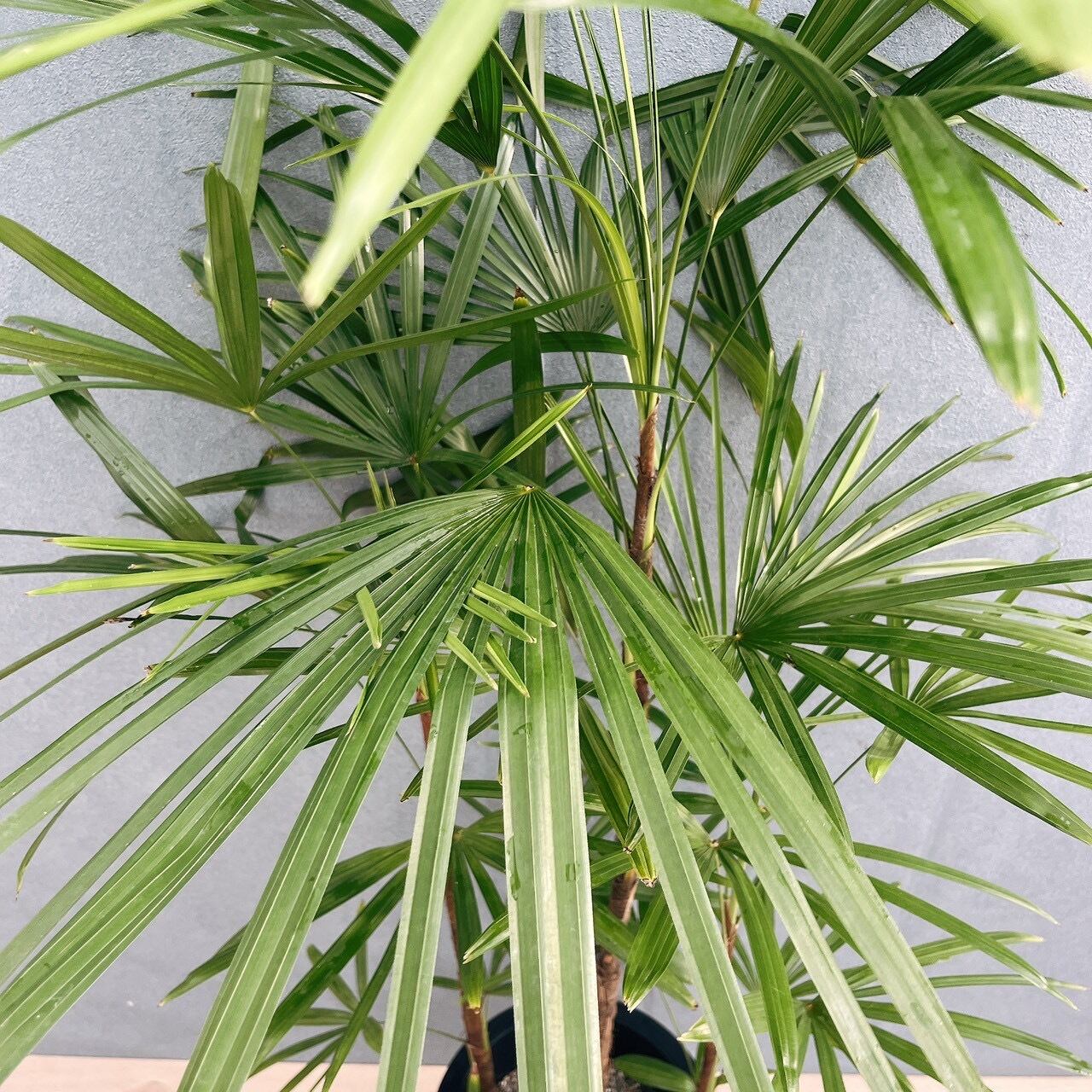 現品］シュロチク 8号 観葉植物 屋外 室内 大型 おしゃれ ヤシ 棕櫚竹