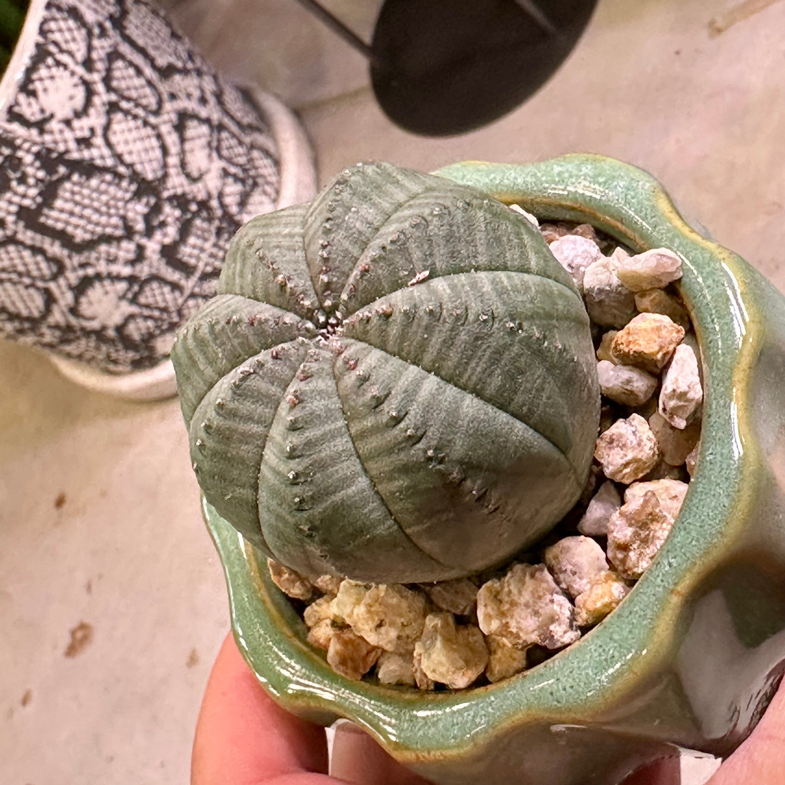ユーフォルビア・オベサ | barrelplants_BONSAI