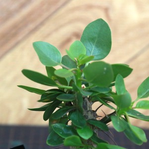 Fouquieria diguetii フォークイエリア ディグエッティ / 実生（幹太） / Lot.002