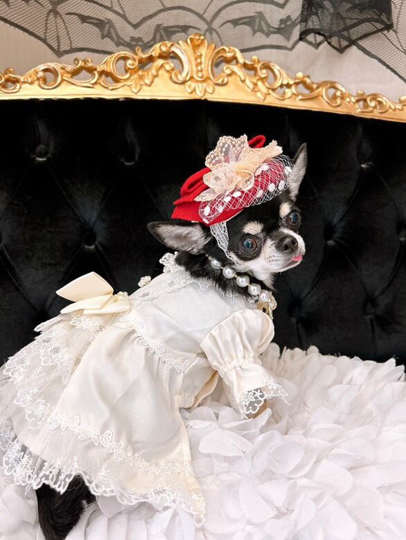 ロイヤル・トーク帽 ワインレッド | misacrown