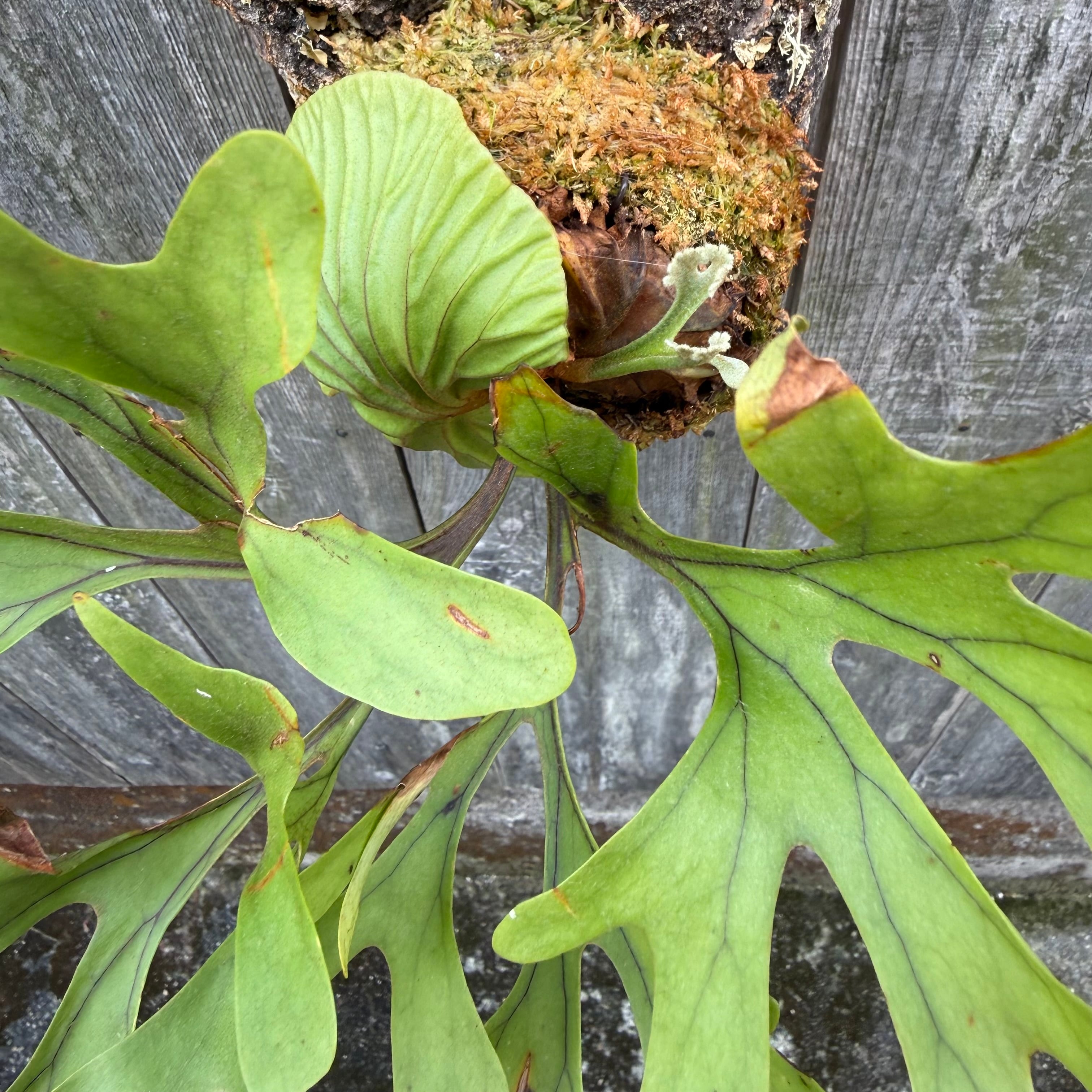 P.ridleyi wild | naturefix