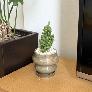 サボテン・セレウス