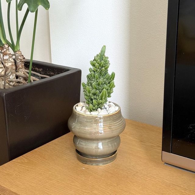 サボテン・セレウス