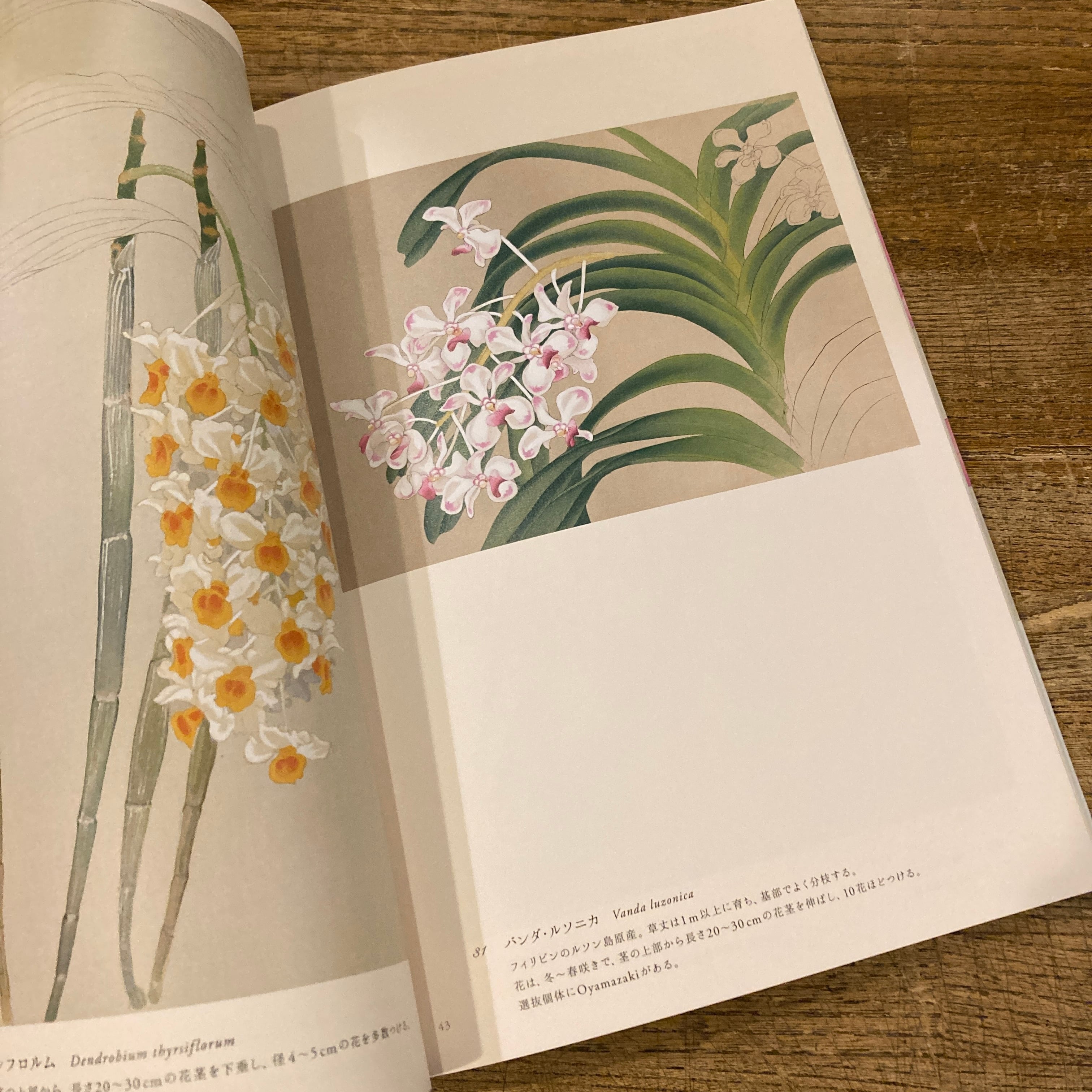 蘭花譜 京都・大山崎山荘 主の愛した蘭 / 加賀正太郎 | 百年