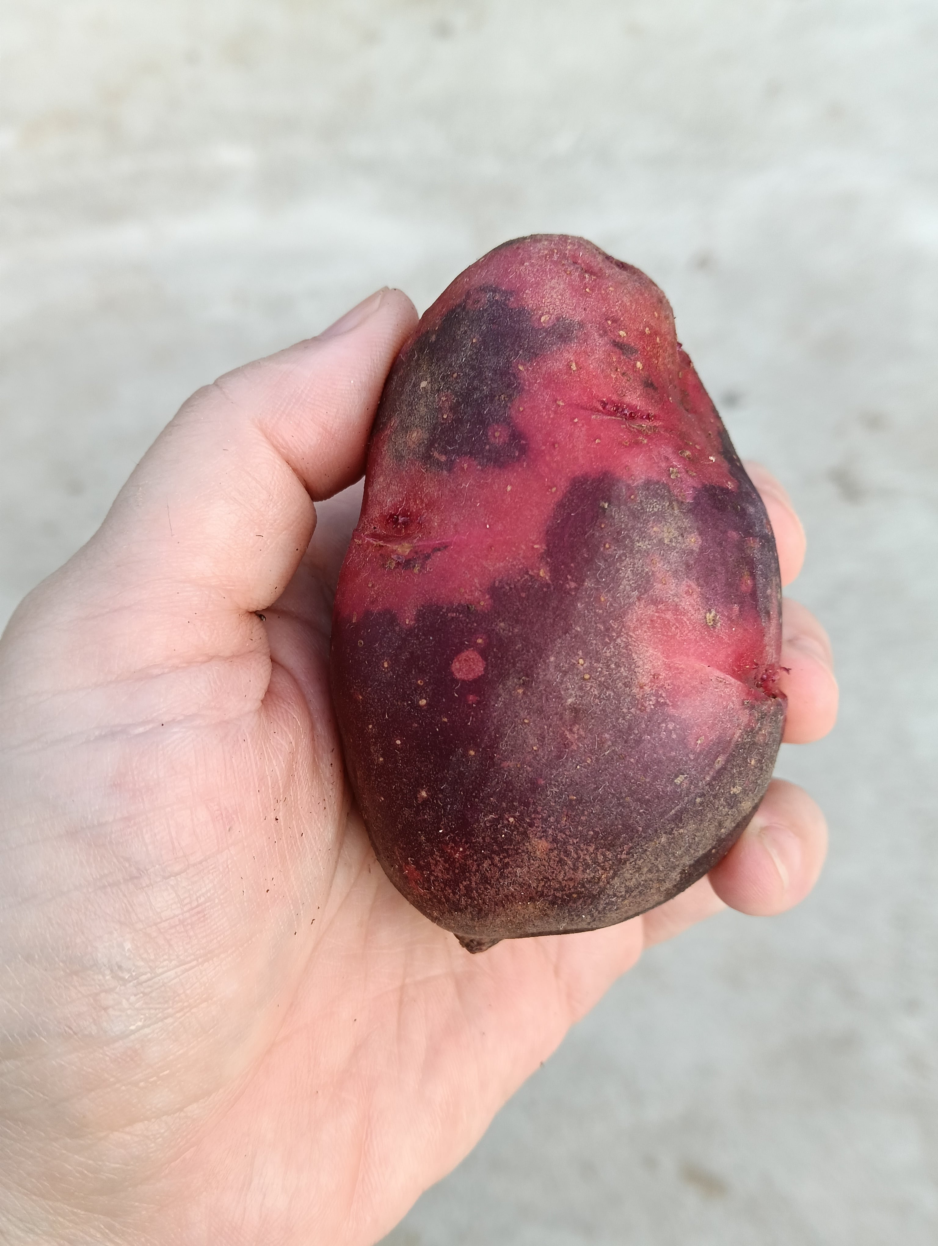 終了】デストロイヤー5キロ ねっとり濃厚なじゃがいも〜雪室熟成〜別名