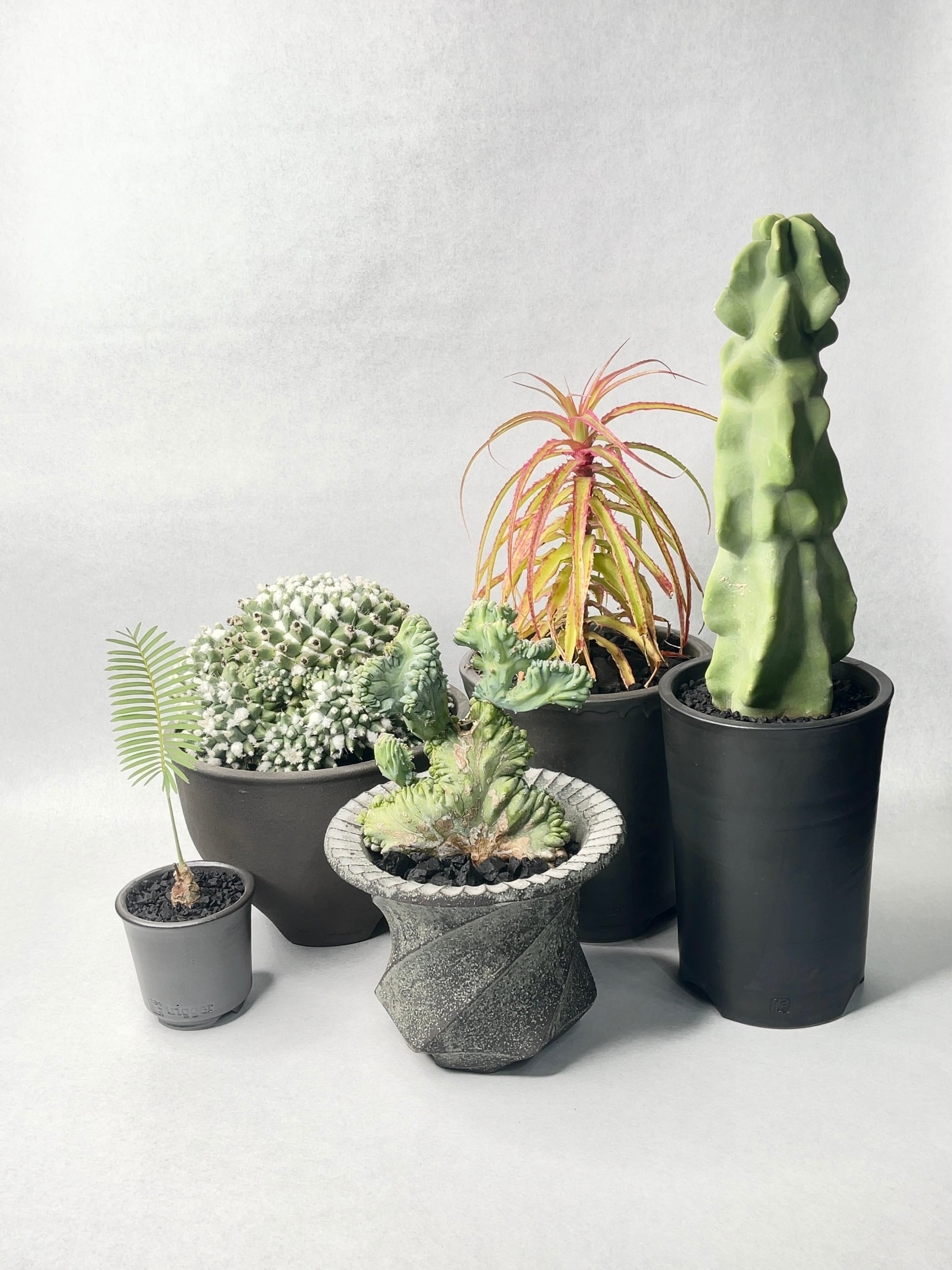 タ*ボ様 マミラリア☘️エルサム ・希少です✨✨(メルカリ便^^) タ*ボ様 マミラリア☘️エルサム ・希少です✨✨(メルカリ便^^)