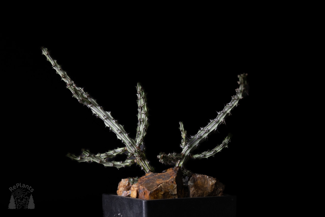 Habitat Style Euphorbia somaliahordio