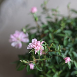 ミニバラ　姫乙女　小さいお花　とげなし　四季咲き　手間がかからないバラ　