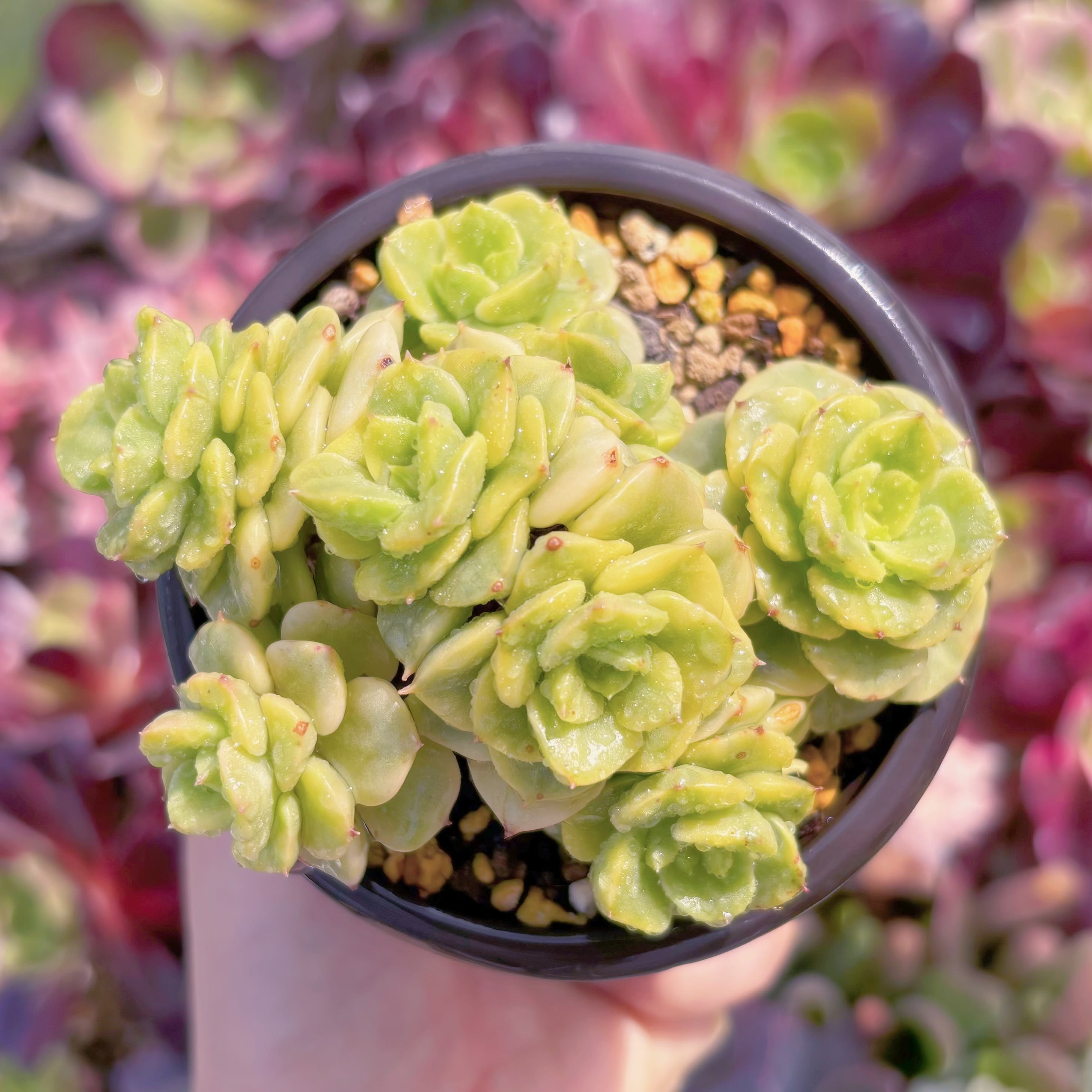 現品　ヌダ錦#D17   るる農園