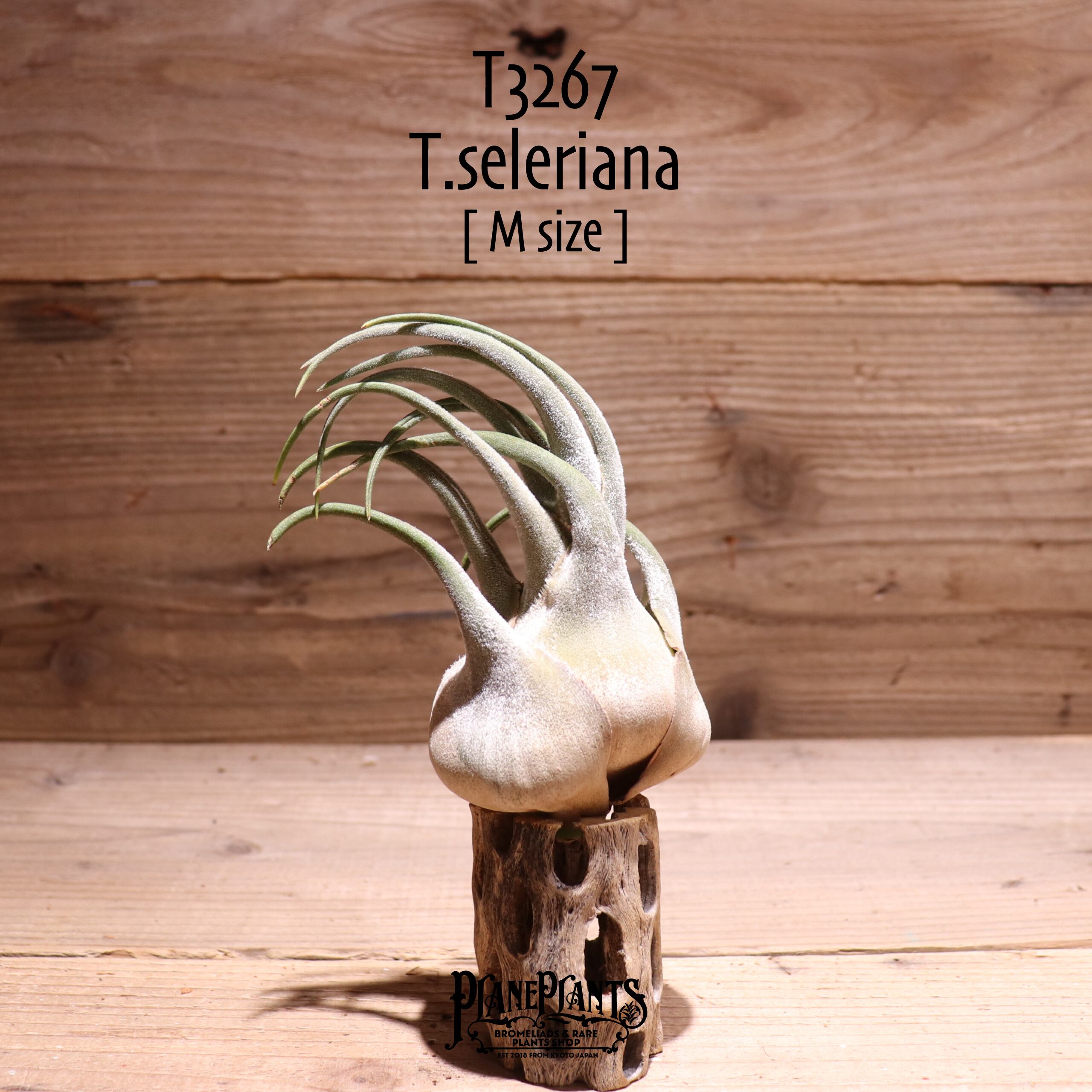 【送料無料】セレリアナ M〔エアプランツ〕現品発送T3267