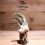 【送料無料】セレリアナ M〔エアプランツ〕現品発送T3267