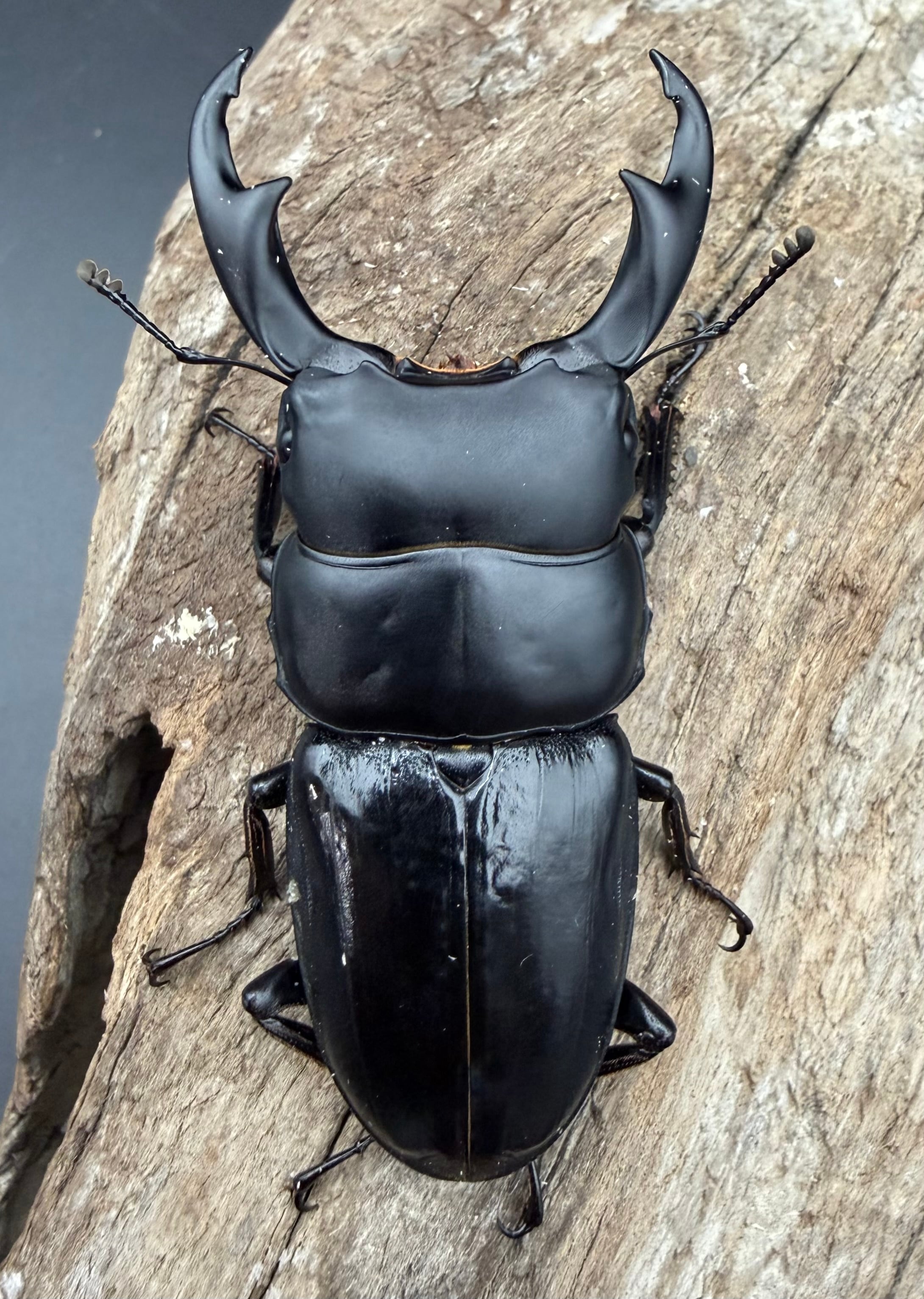 WD】《スマトラパリーオオクワ 67.5mm ペア》 | KPW公式オンラインショップ