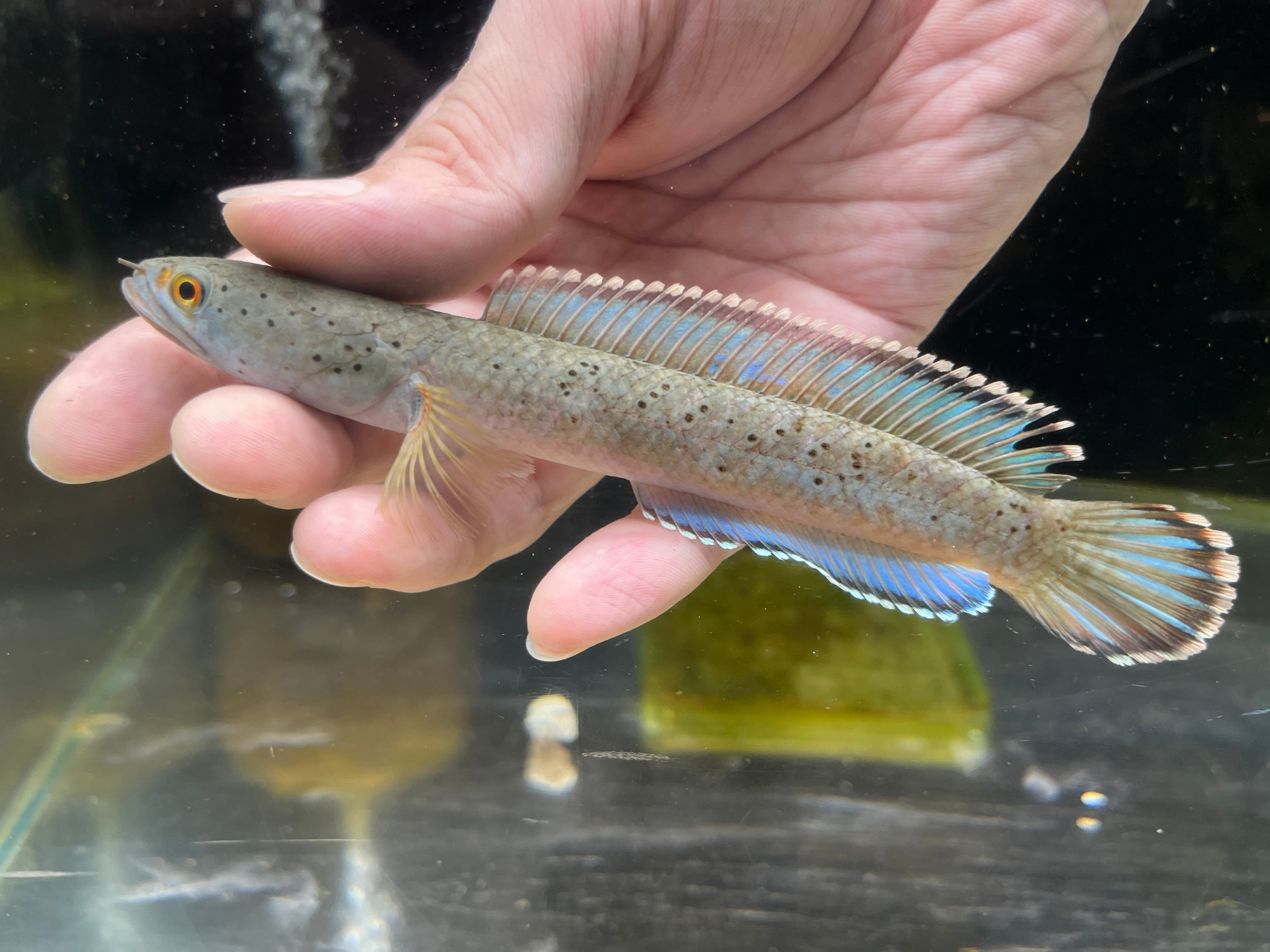 魚類、水生生物 WILD チャンナ インセイン 13cm±