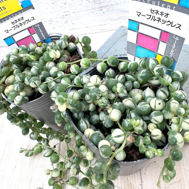 マーブルネックレス [セネシオ] 人気の斑入り！2.5寸[多肉植物,寄せ植え,おしゃれ,かわいい]