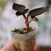 Ludisia discolor var. nigrescens / ルディシア ディスカラー ニグレスセンス⑦ / 観葉植物