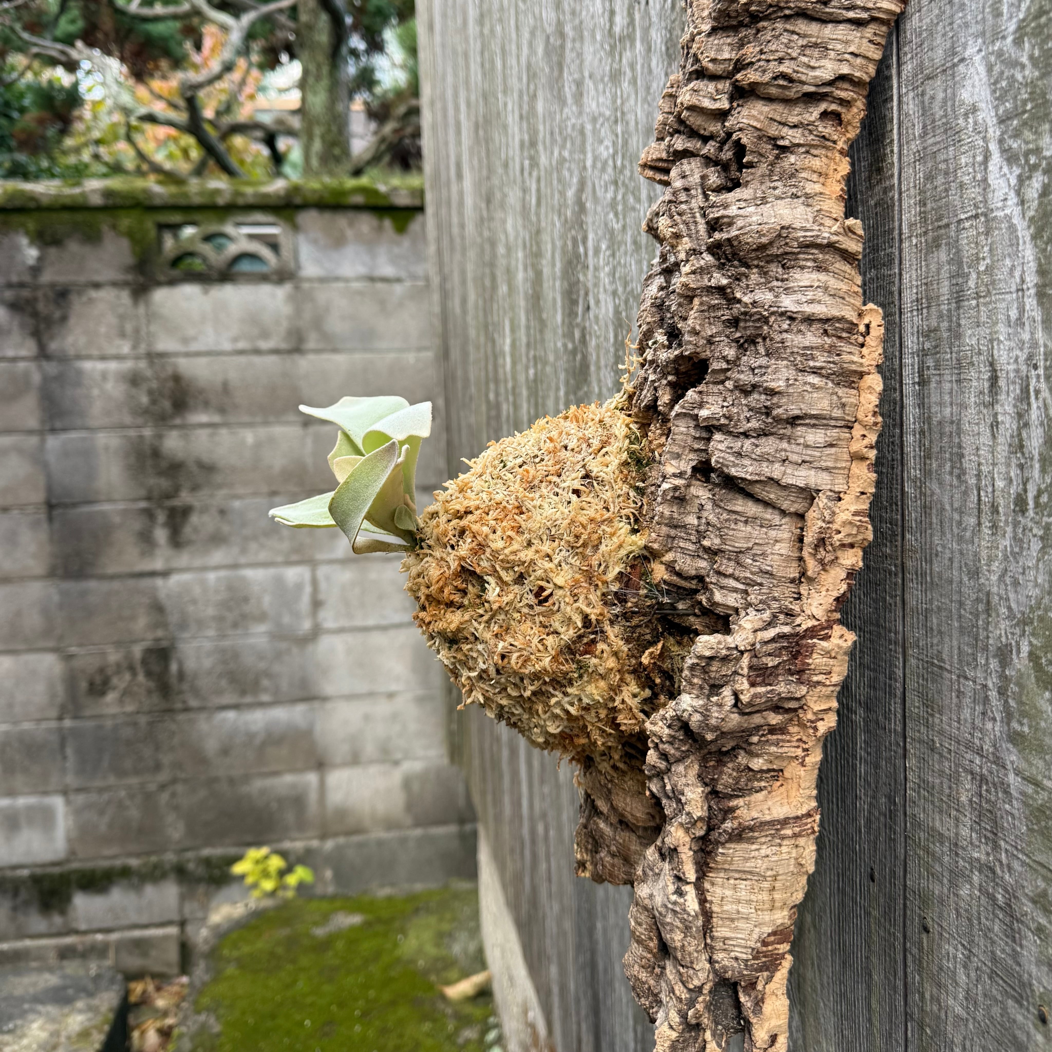 P. Lemoinei no shield (pup) | naturefix