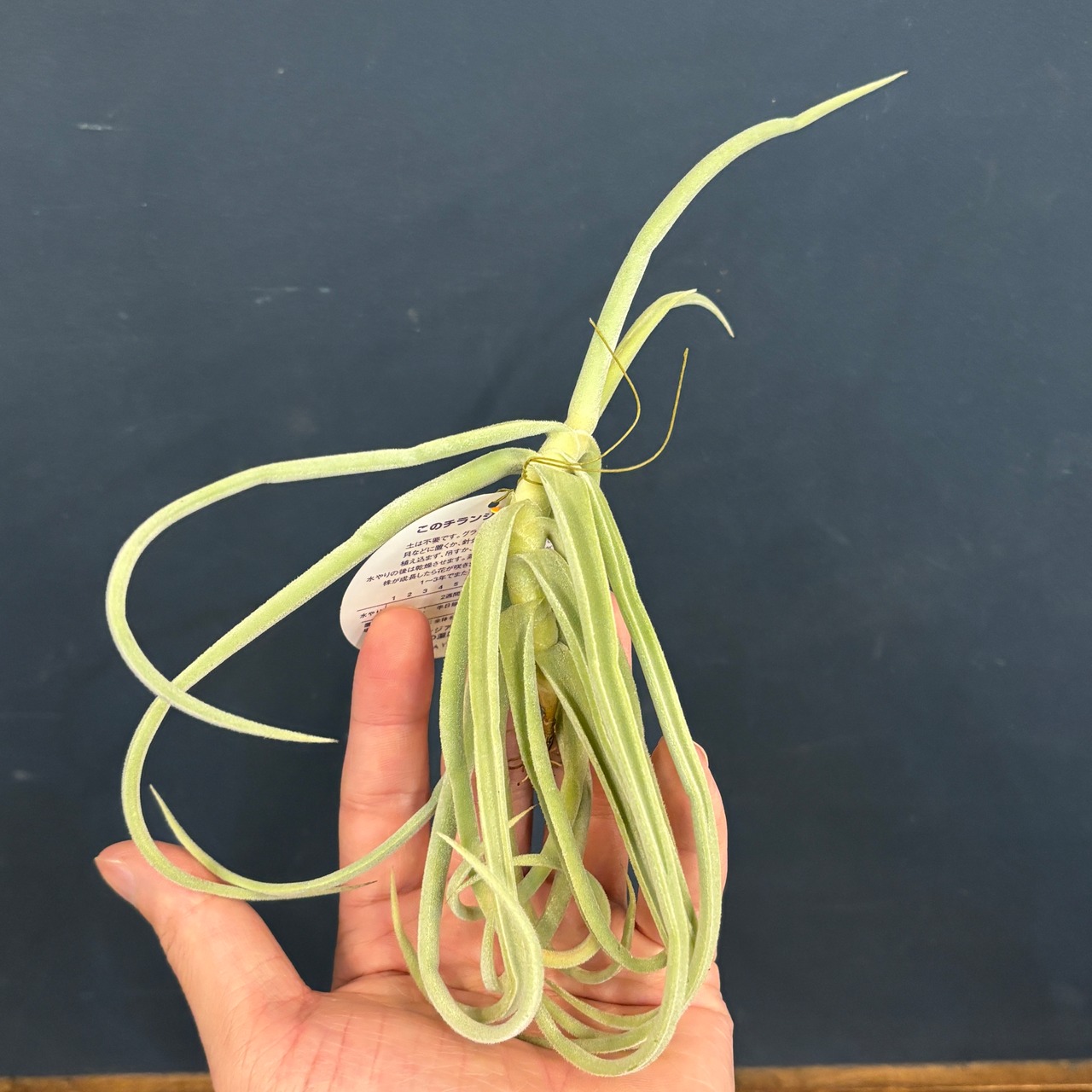 チランジア　ドーラティ(ドゥラティ)【340】