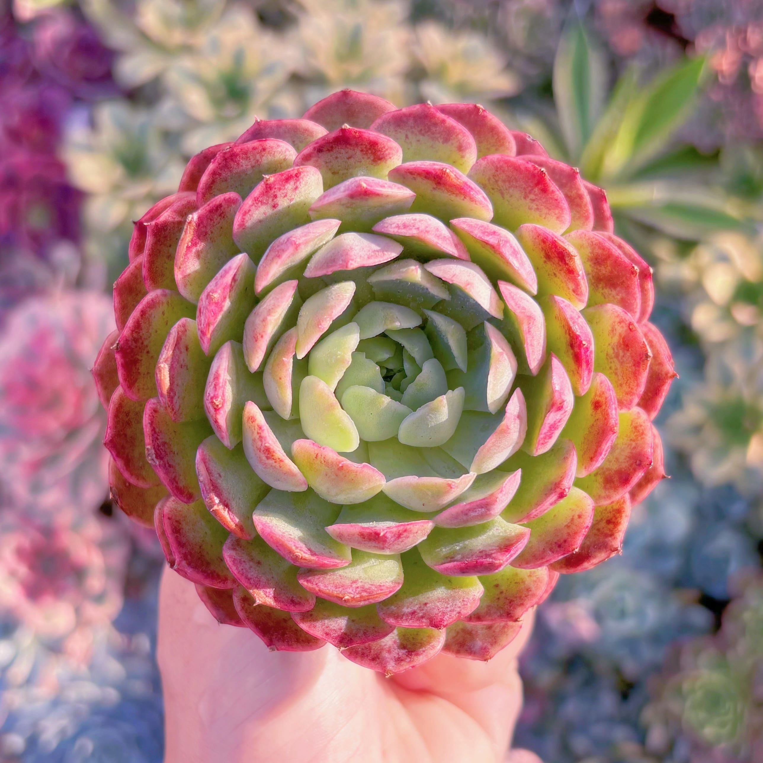 多肉植物　レッドホール　新入荷　るる農園