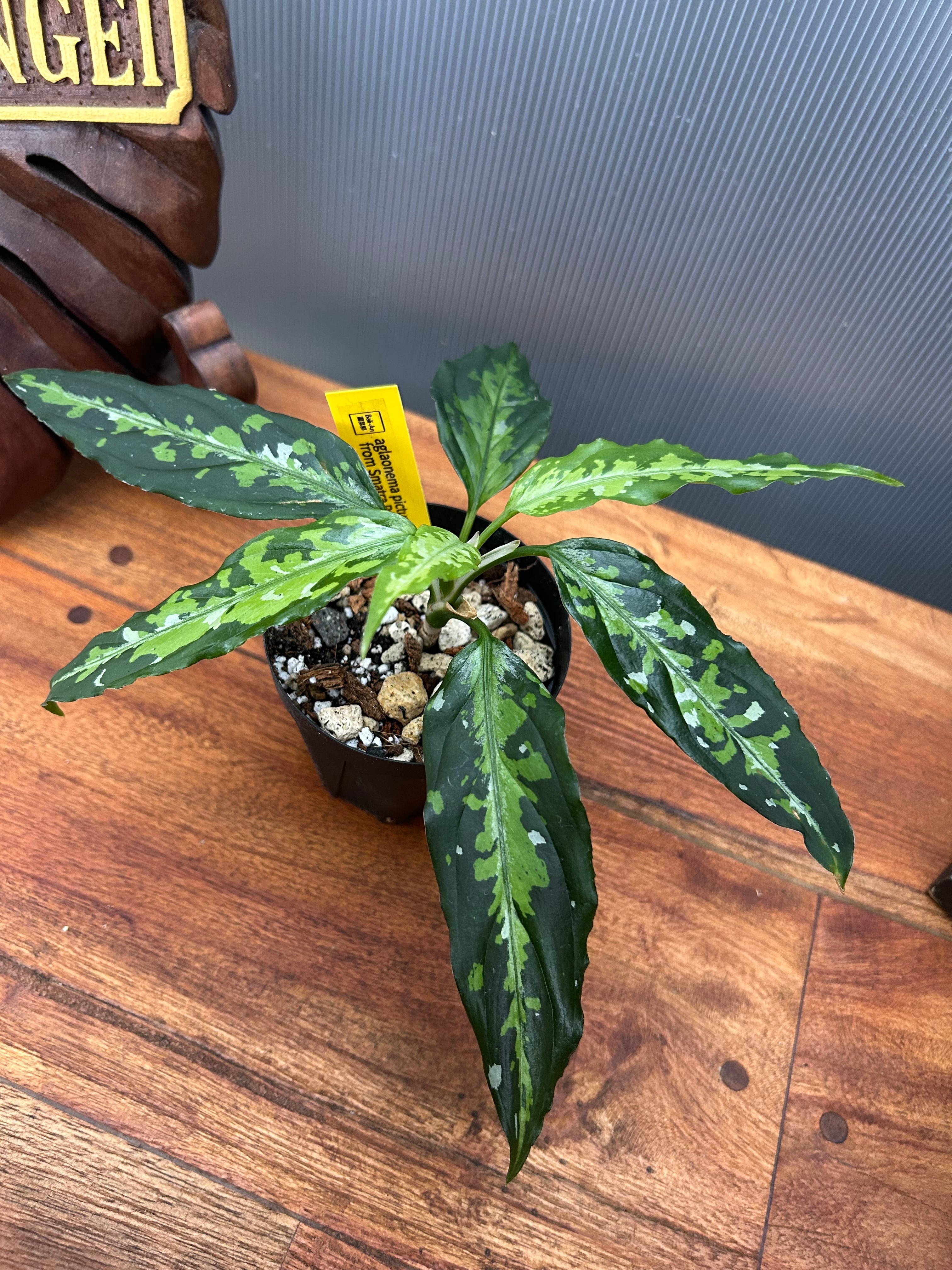 アンスリウム シルバータイガー ② | BA PLants