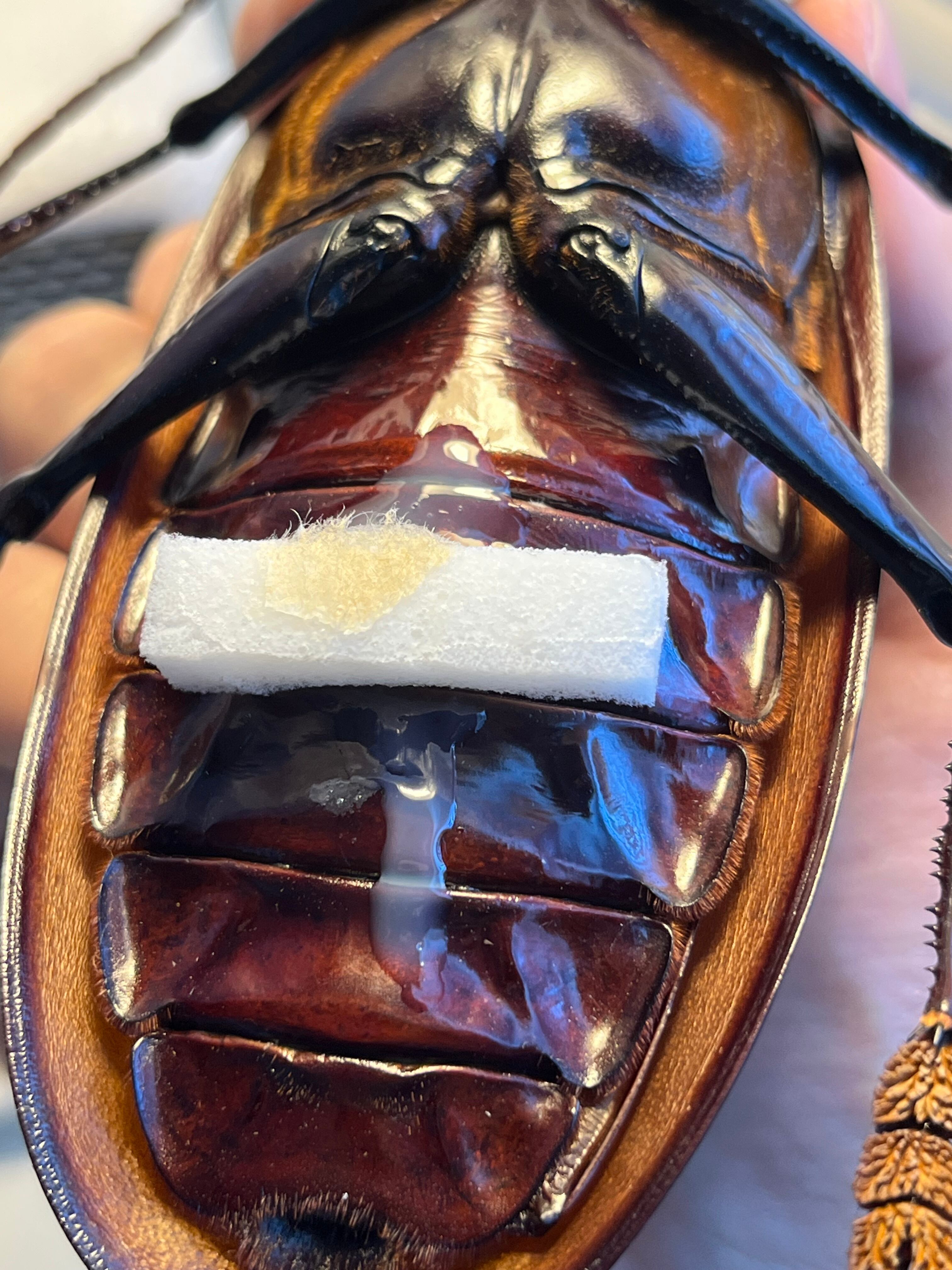 158mm】タイタンオオウスバカミキリ カブトムシクワガタハナムグリ