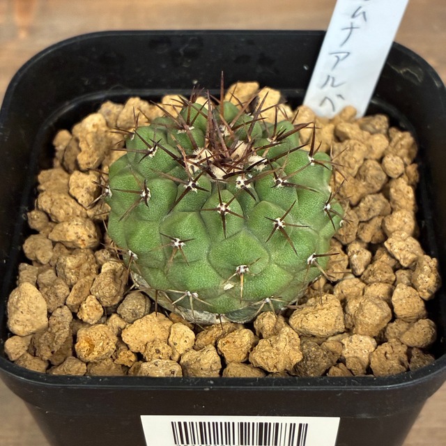 【Copiapoa】サボテン　コピアポア　コルムナアルバ　孤竜丸 実生【561】【再撮影】
