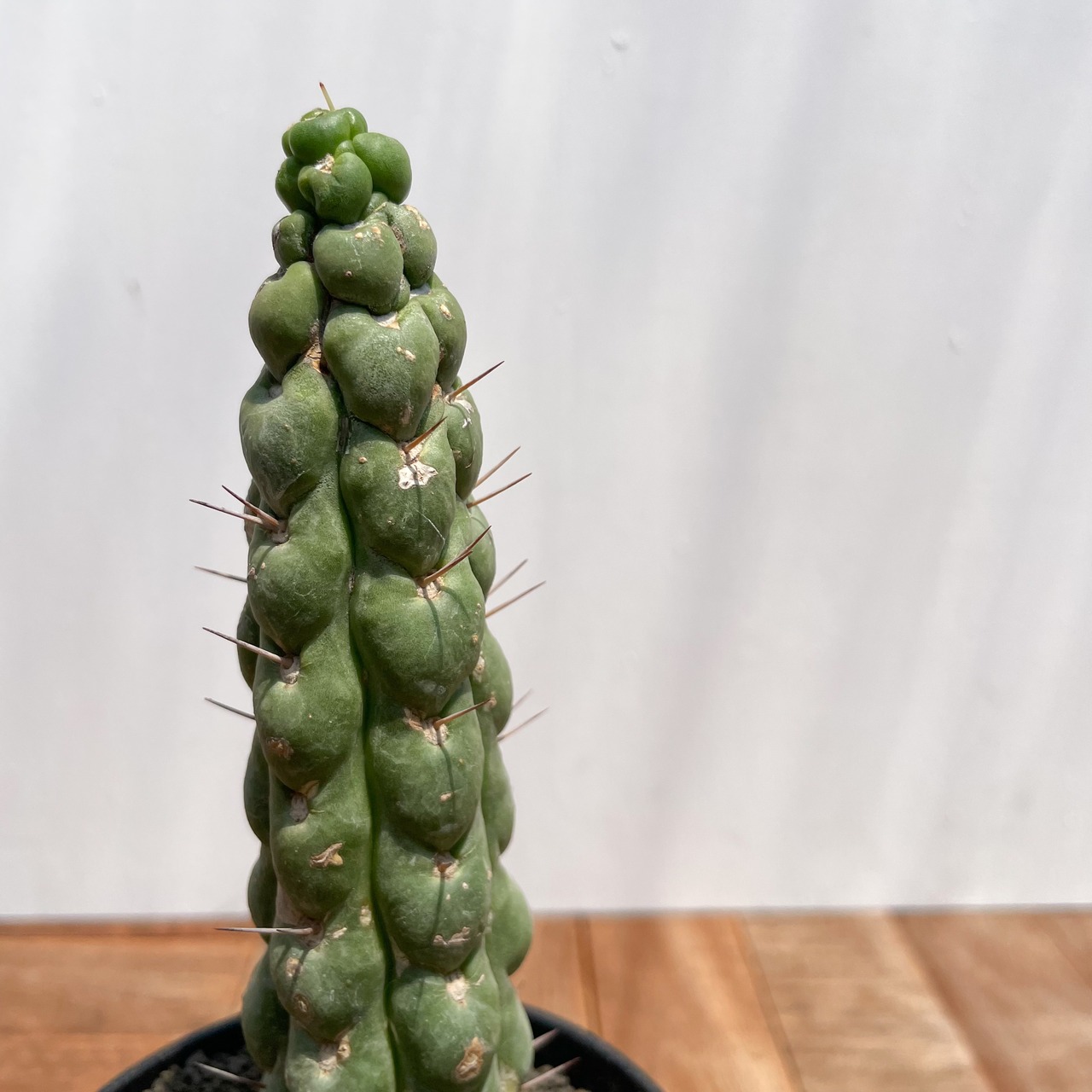 Eulychnia castanea f. spiralis 【ユーリキニア・カスタネア スピラリス】