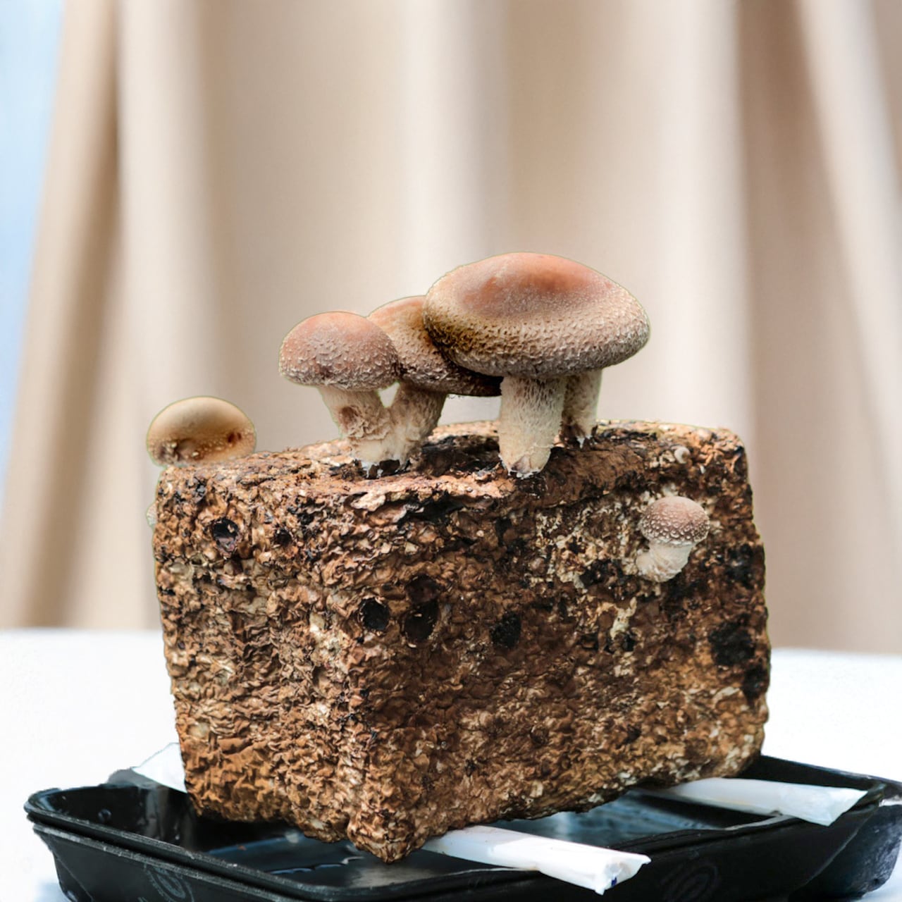 ギフト用 | 佐倉きのこ園ネットショップ