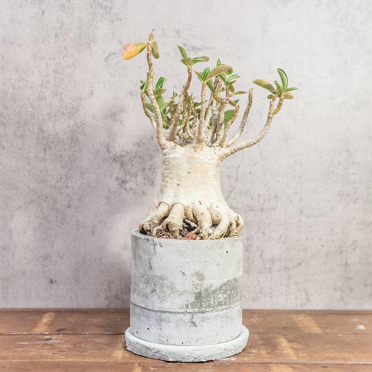 アデニウム たこ足のユニークなフォルム 個性あふれる塊根植物を楽しむモルタル鉢