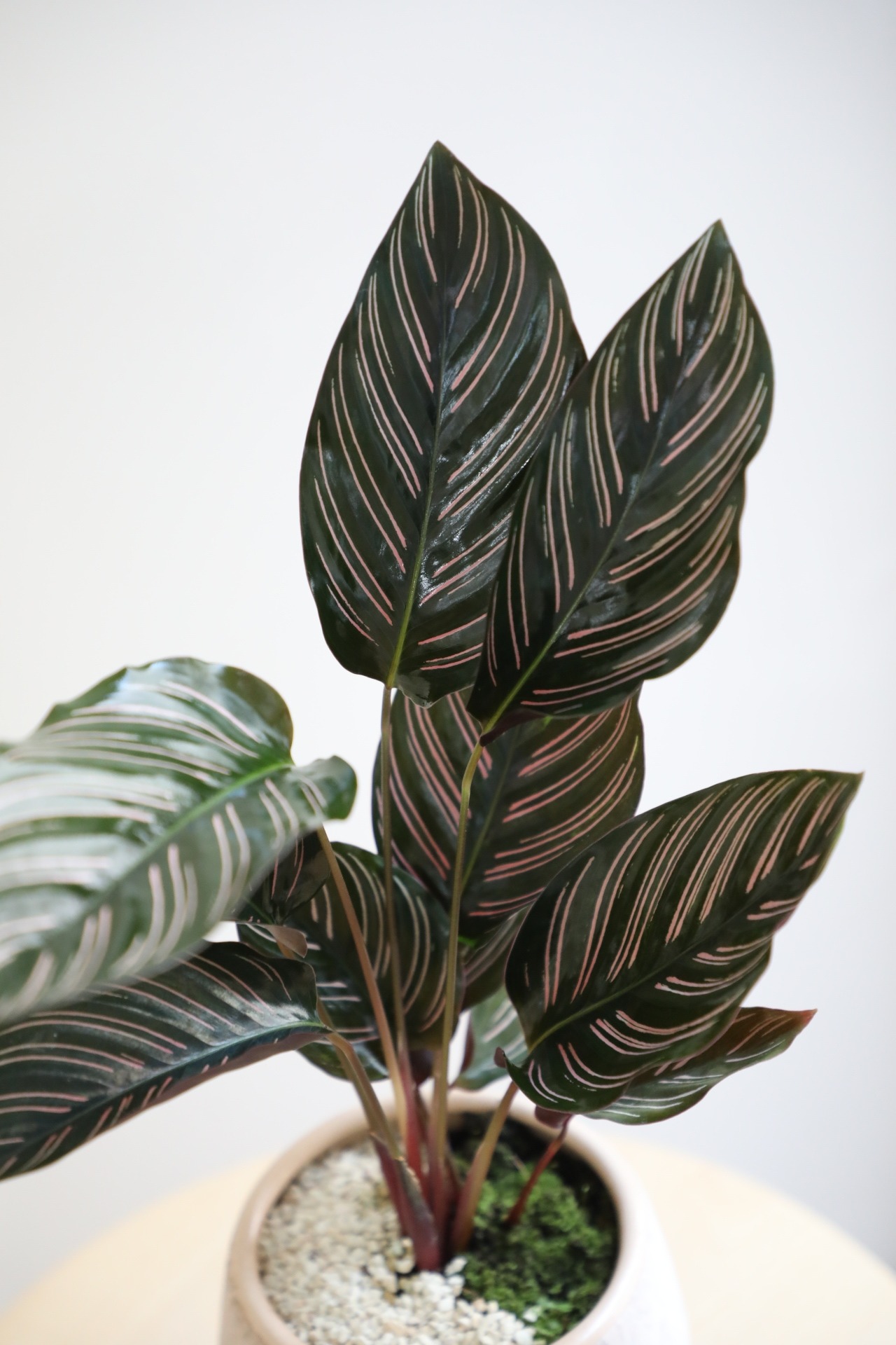 【S】カラテア サンデリアーナ/Calathea