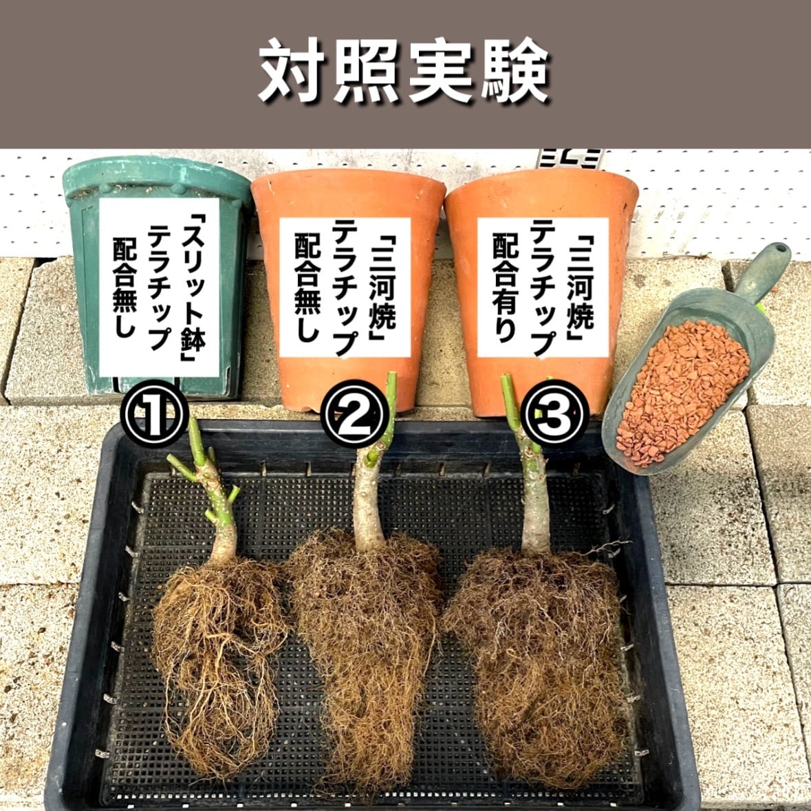 赤焼 600ml【テラチップ®️】