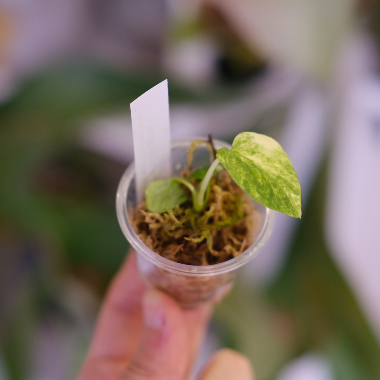 Anthurium (Papililaminum variegated × Crystallinum marble) × (Besseae × Papililaminum)｜アンスリウム｜観葉植物