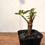 Senna meridionalis【センナ・メリディオナリス・実生】