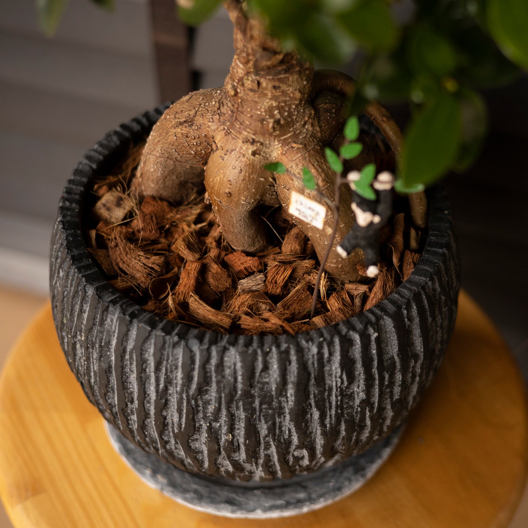 運気UP ガジュマルの木 7号 陶器鉢 ピック付 観葉植物 ガジュマル