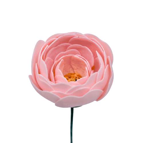 ラナンキュラスN-P2 ピーチ (15輪入りor25輪入り)