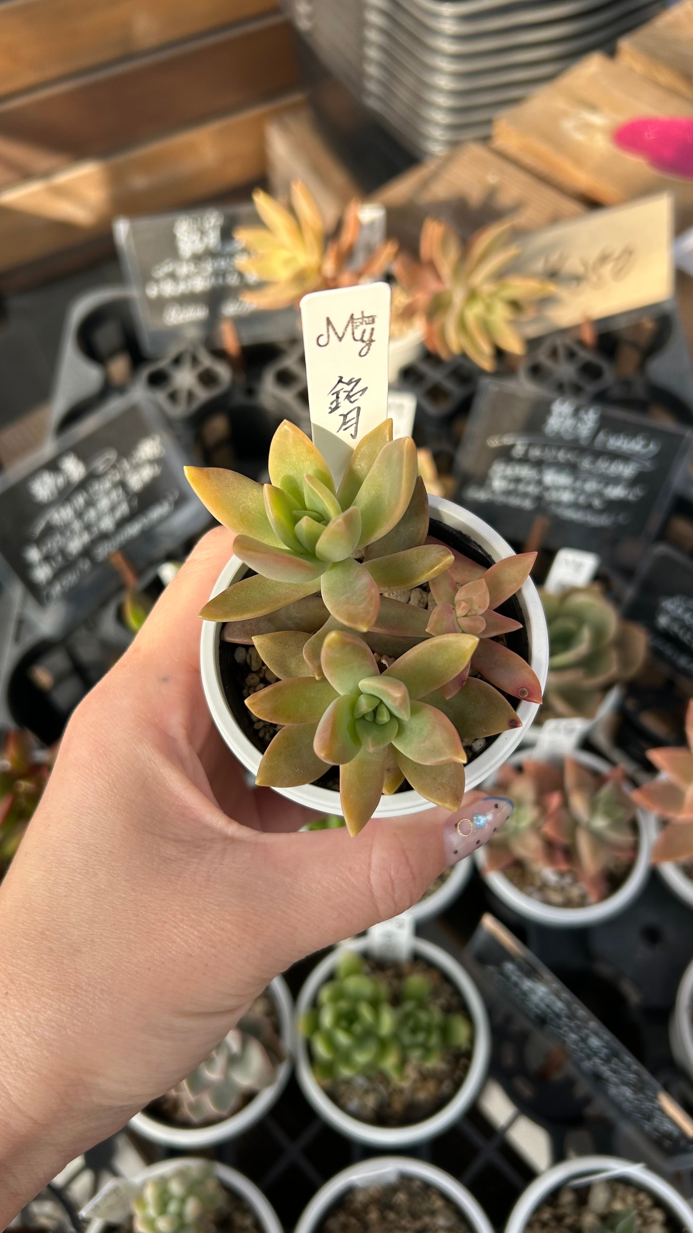 多肉植物 アエオニウム 孔雀白錦 美苗 #孔3 | PAY ID
