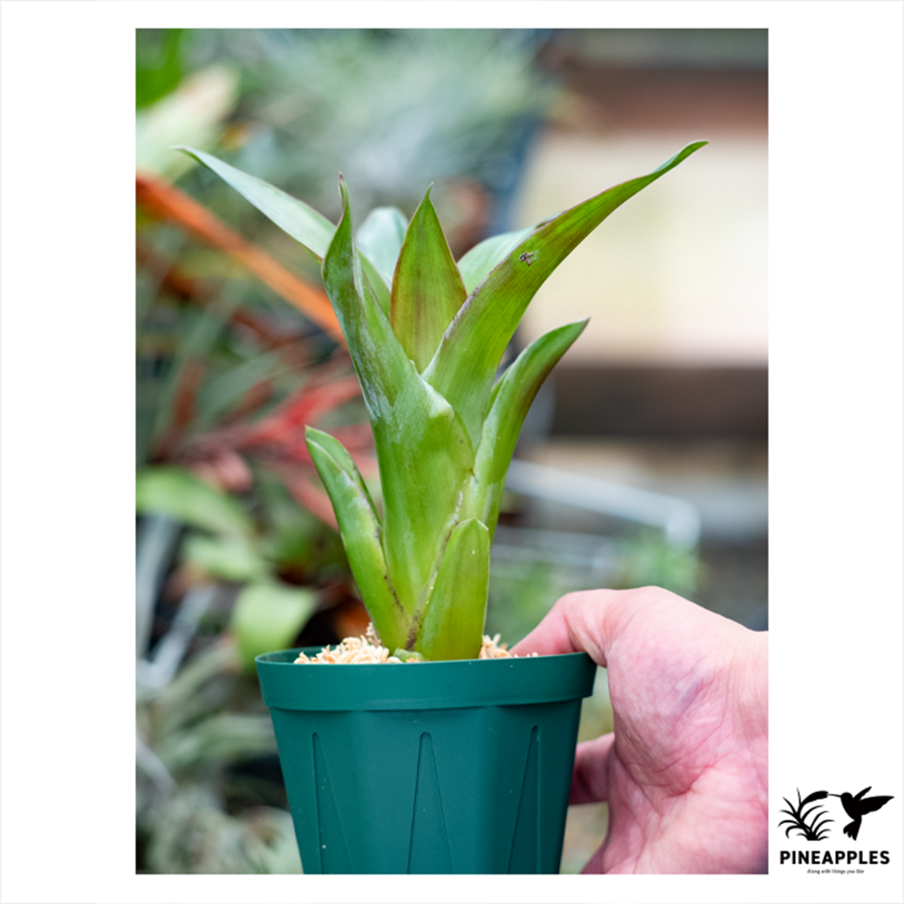 Tillandsia yunckeri x deppeana - 2