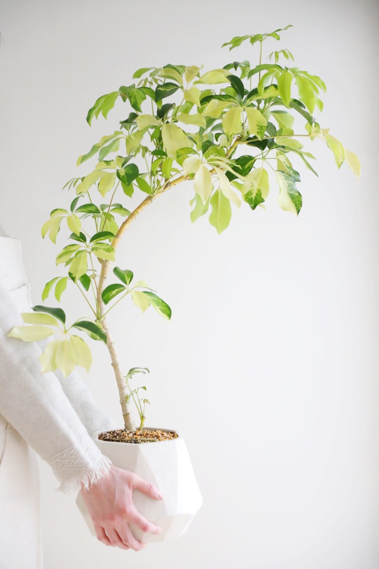 L】シェフレラ ゴールドリーフ/ Schefflera | 【厳選植物・器】MIDORI