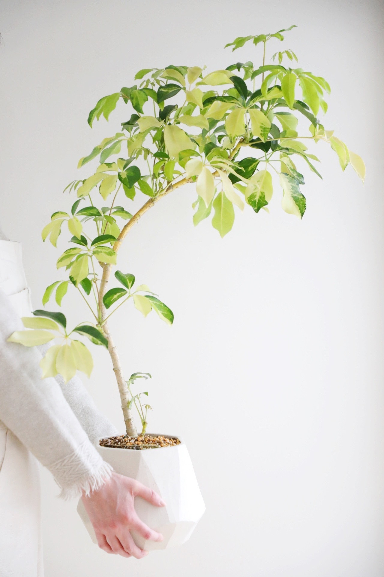 【L】シェフレラ ゴールドリーフ/ Schefflera